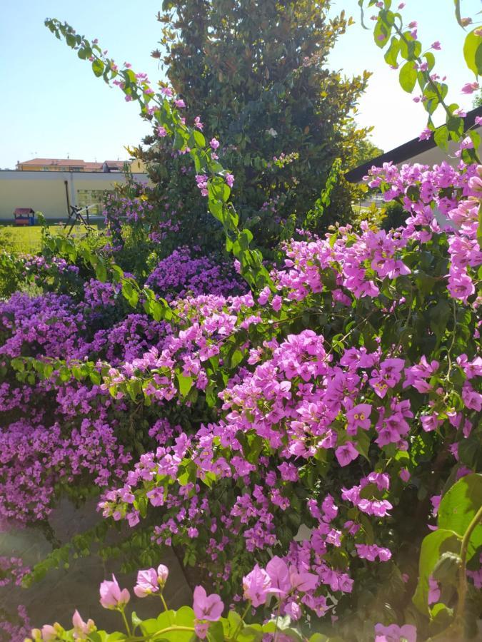 B&B Villa La Bouganville Camaiore Bagian luar foto